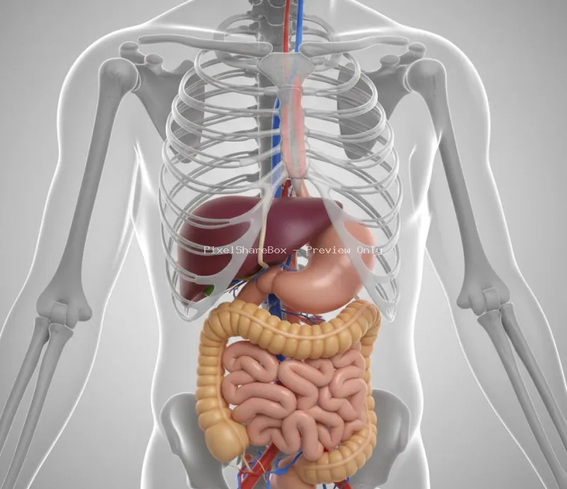 Slezena u ljudskom tijelu